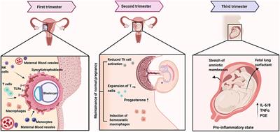 Role of Maternal Infections and Inflammatory Responses on Craniofacial Development